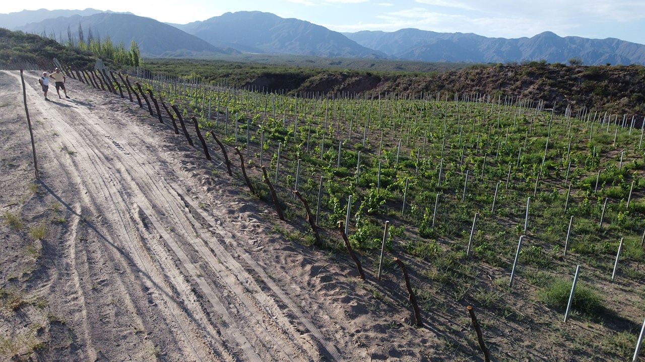 Viñedos de Emanuel Richardi en el oeste de Godoy Cruz. Foto: Marcelo Rolland / Los Andes