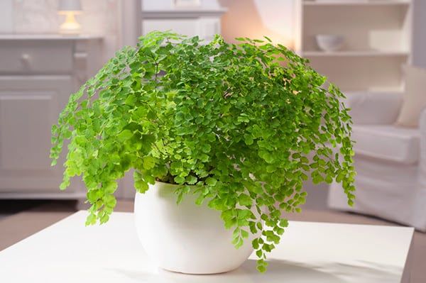 Helecho culantrillo - Foto Be Green