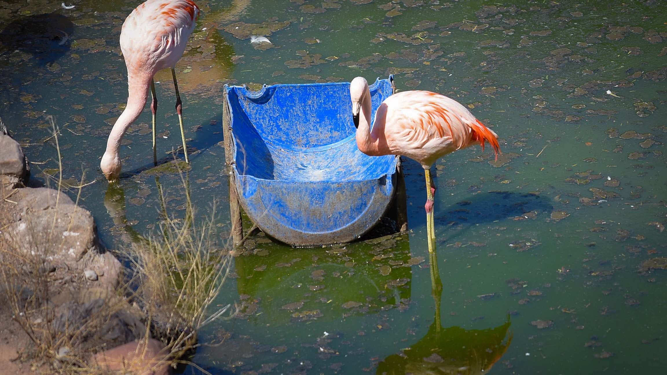 Ecoparque de Mendoza Mientras se esperan las obras en el actual Ecoparque algunos animales continuan en el ex zoo de Mendoza  Foto: Claudio Gutiérrez  