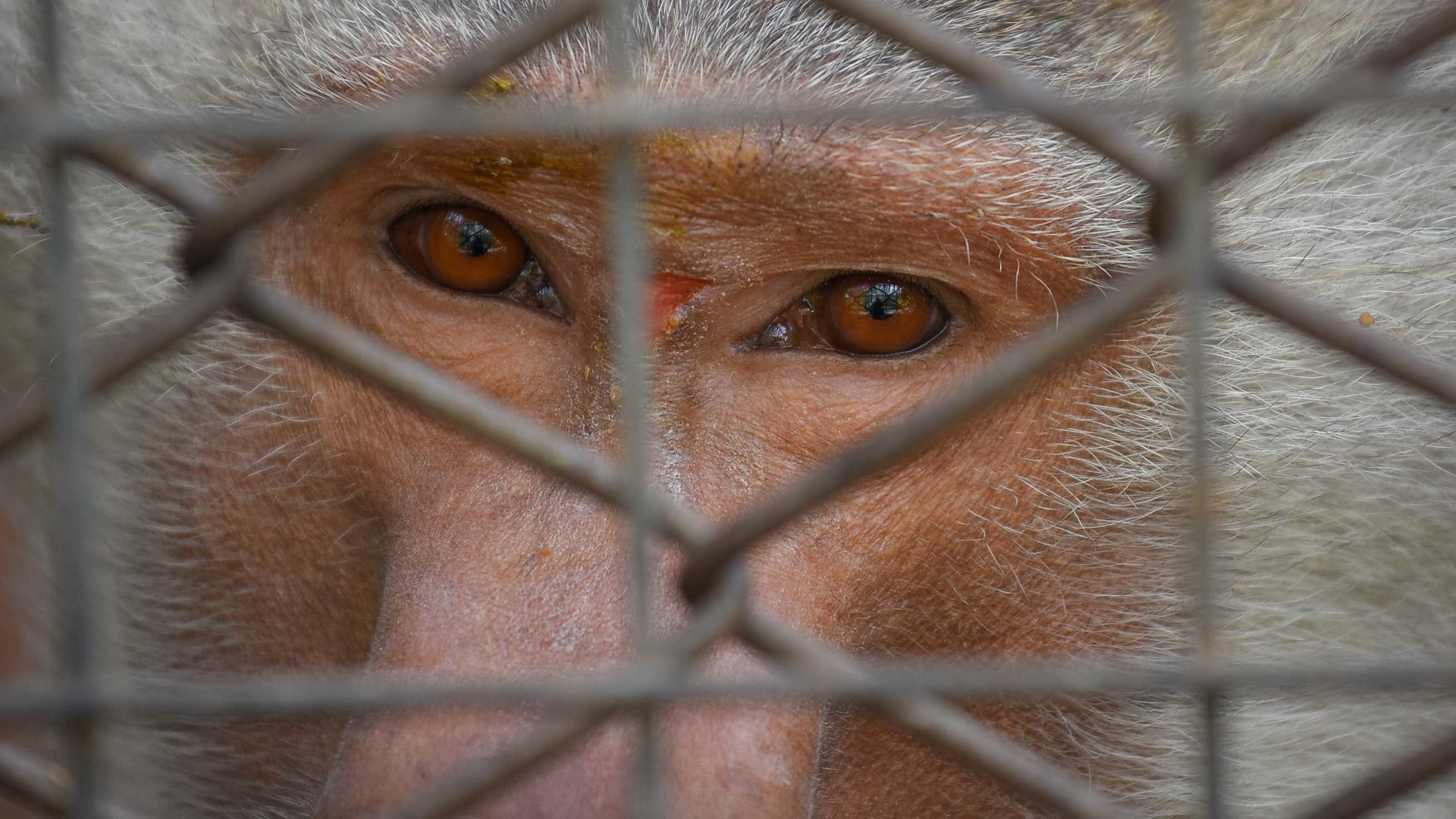 Ecoparque de Mendoza  Jaula de los monos Papiones los cuales estan atravesando una superpoblación. Mientras se esperan las obras en el actual Ecoparque algunos animales continuan en el ex zoo de Mendoza  Foto: Claudio Gutiérrez  