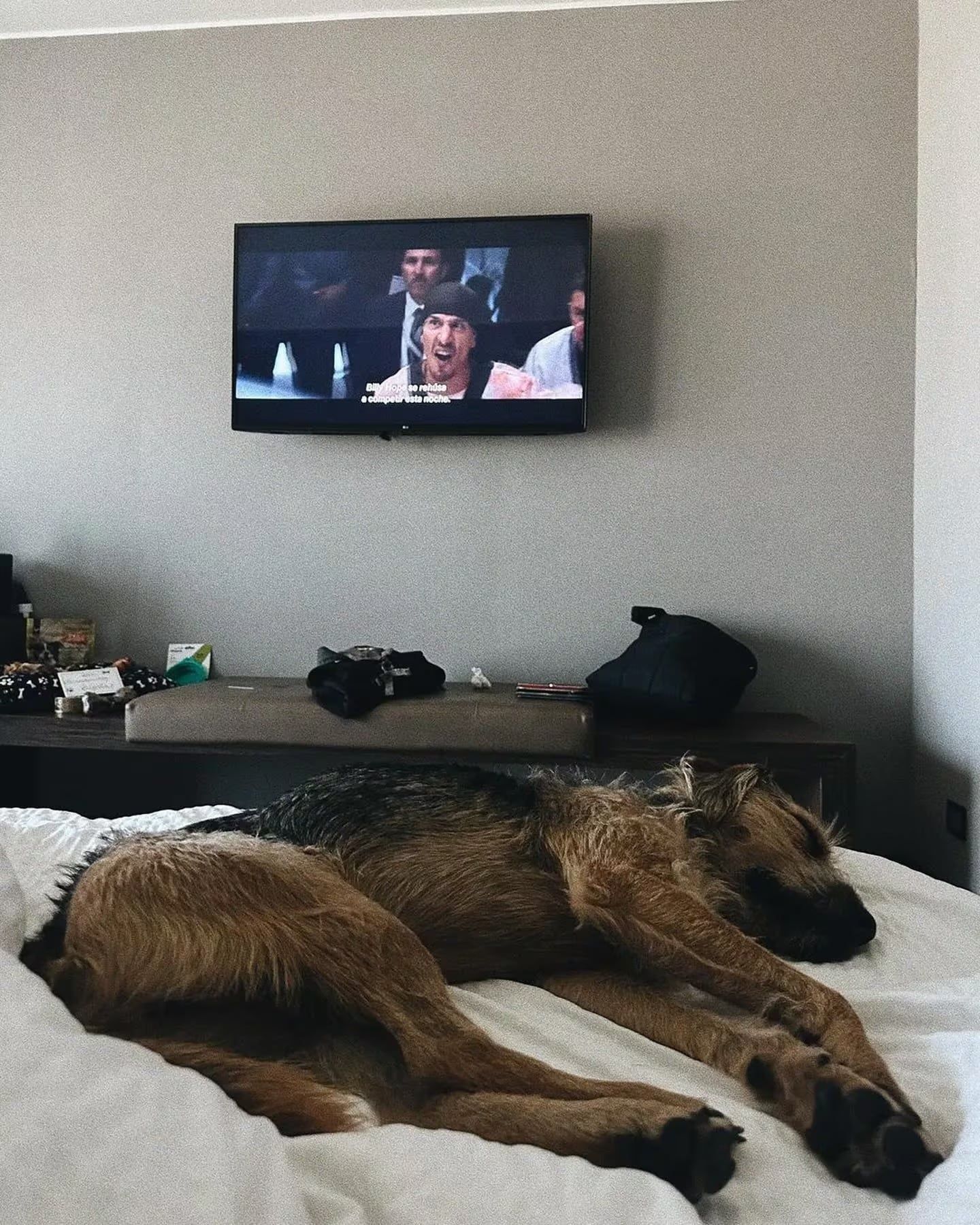 Así está hoy Bigote, el perro de la edición chilena de GH