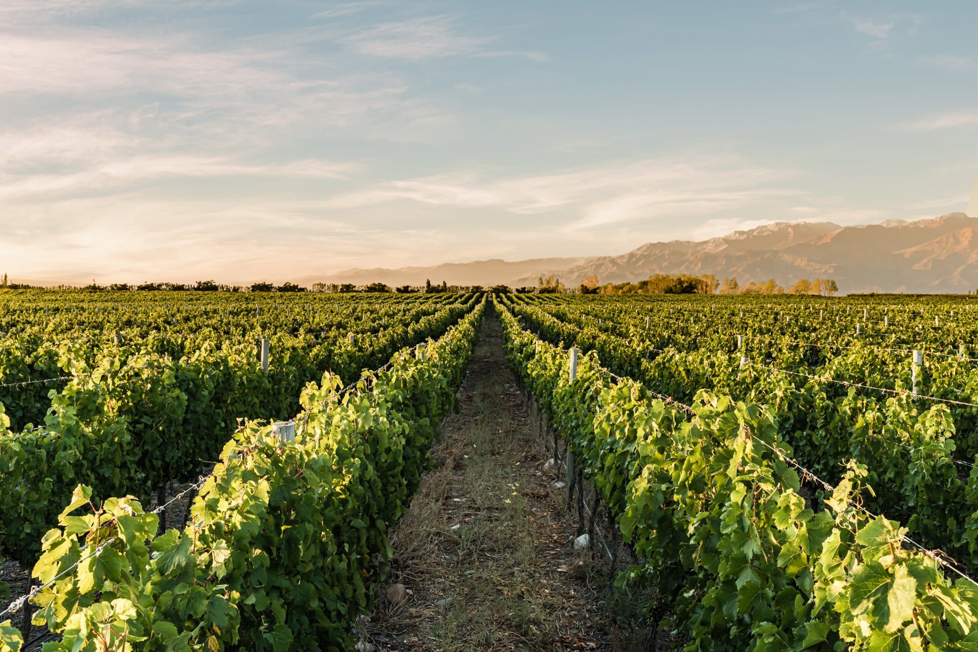 Las bodegas posee viñedos en Luján de Cuyo y Valle de Uco. - Gentileza