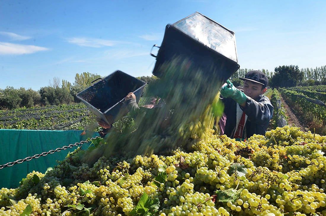 Uvas blancas. 
