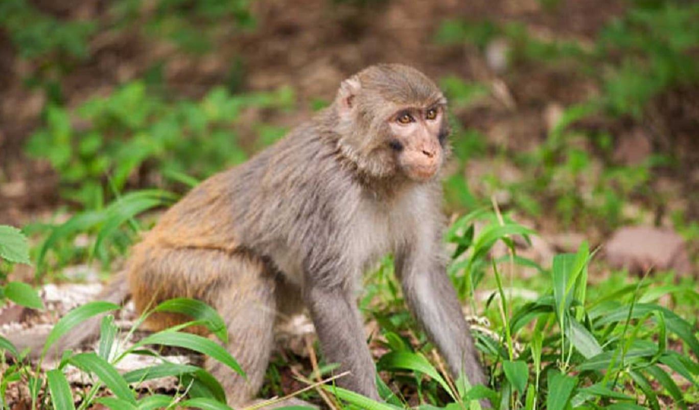 Macaco rhesus, una de las especies que transmite el herpes B -