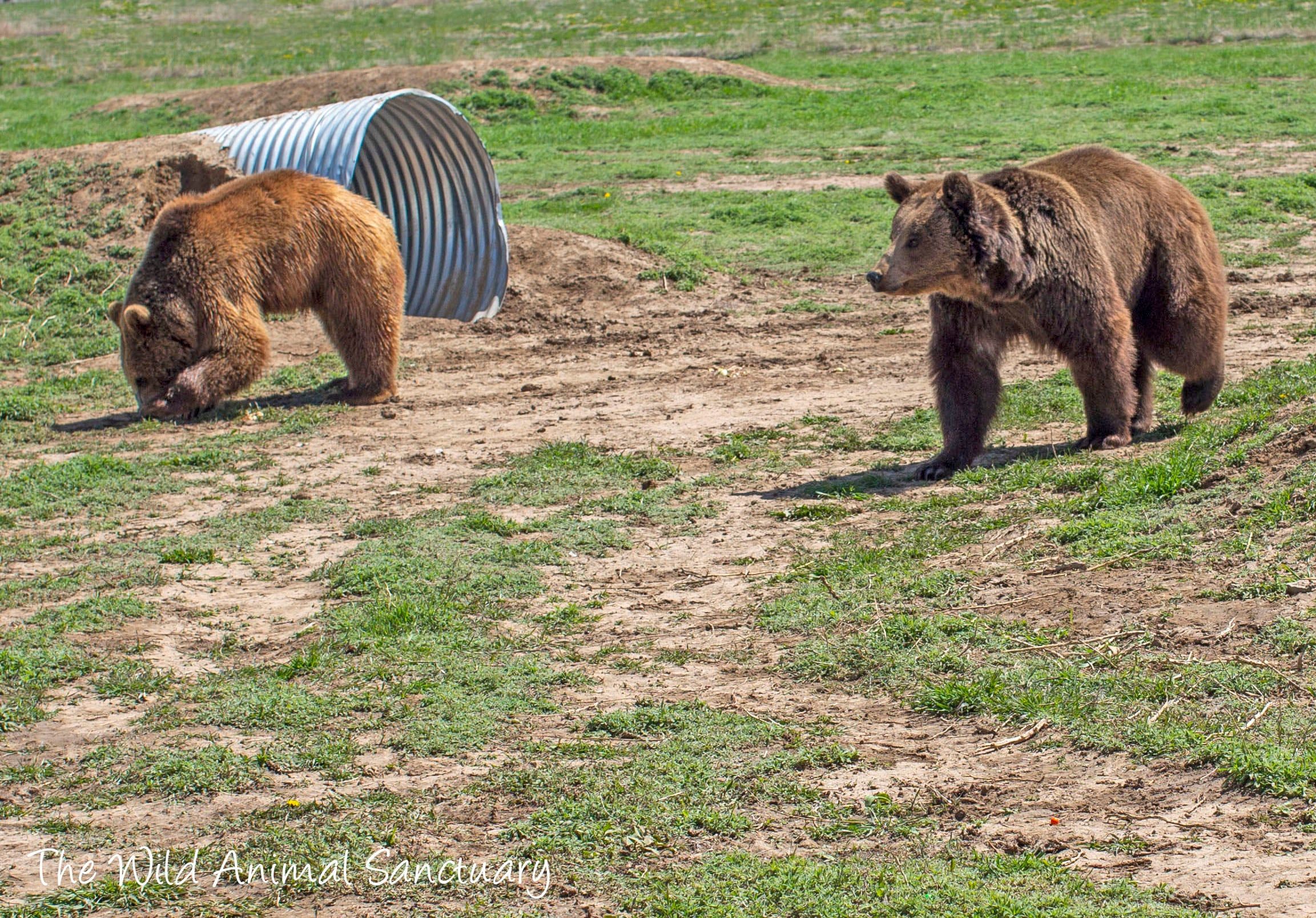 Las hembras y los machos están en predios distintos, y ambos pertenecen a la fundación Wild Animal Sanctuary (Santurario de Animales Salvajes).