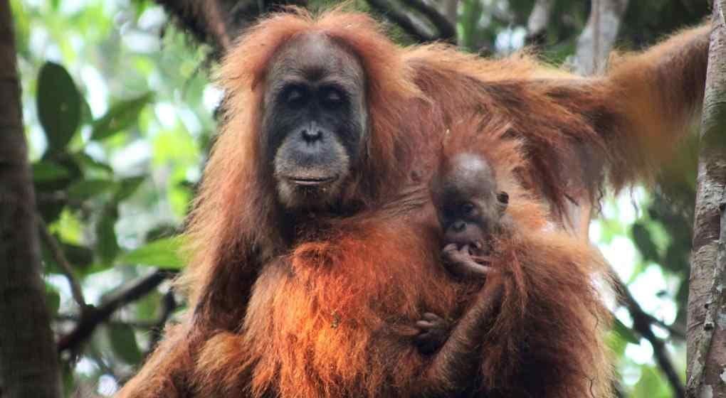 El genoma humano y el del orangután son idénticos en un 97% (AP)