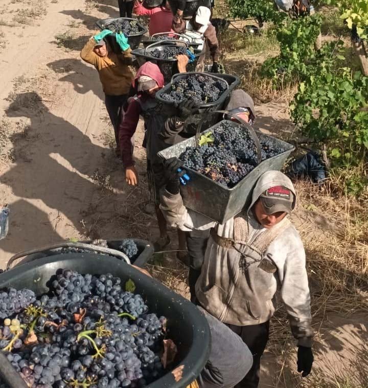 Imagen de la última vendimia en el Valle de Uco, de la que participó Gerardo.