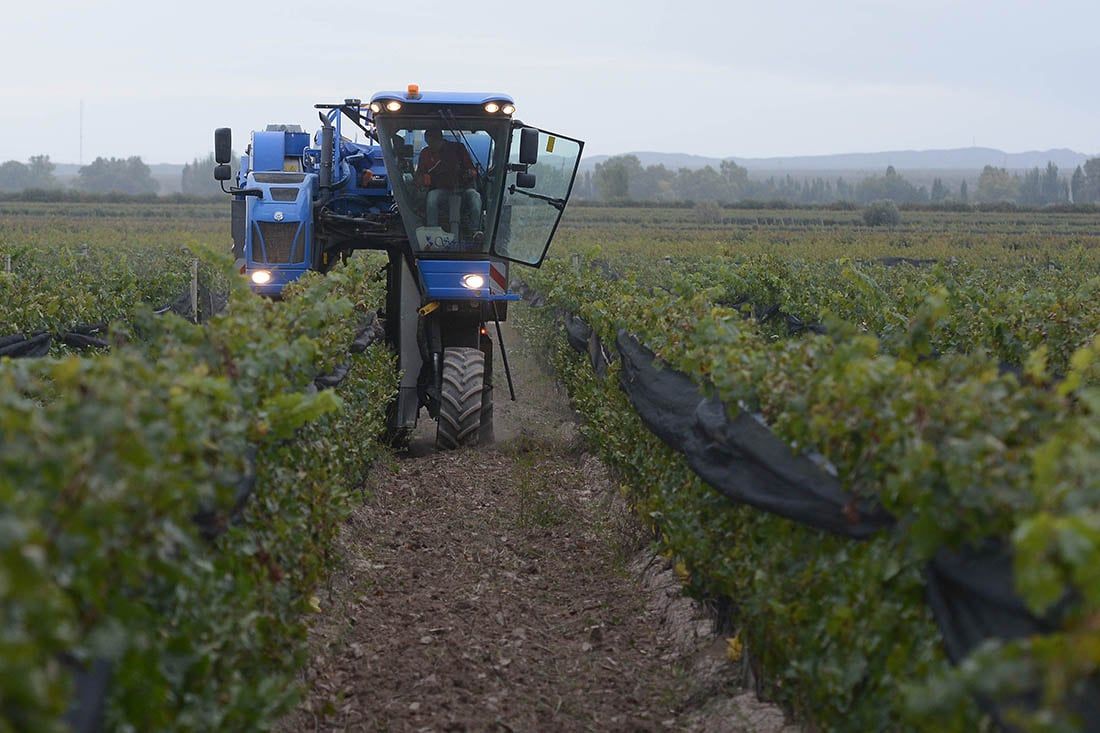 Cosecha Mecanica Uva, imagen ilustrativa. Foto: Claudio Gutierrez / Los Andes