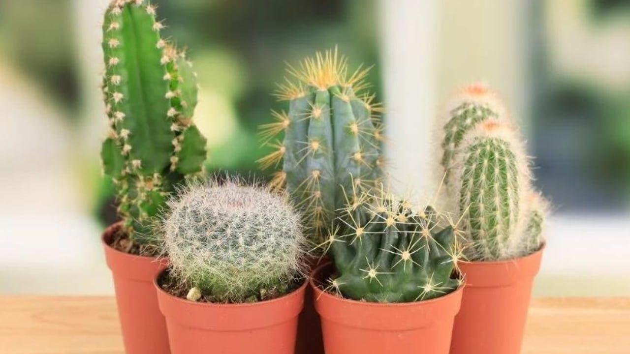 Cactus