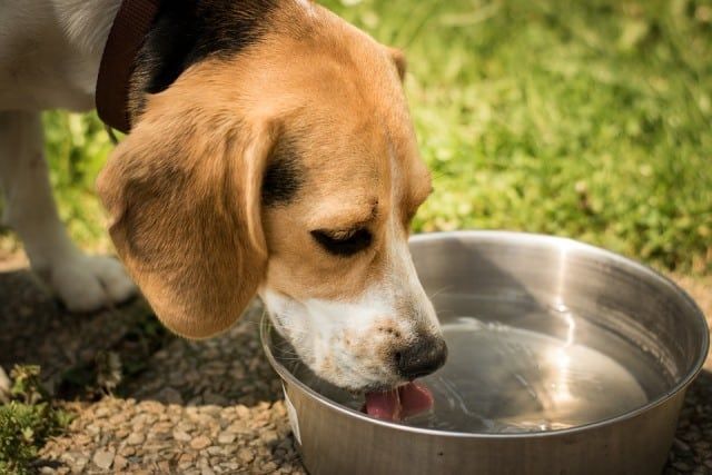 Los perros de edad avanzada pueden presentar problemas urinarios / WEB