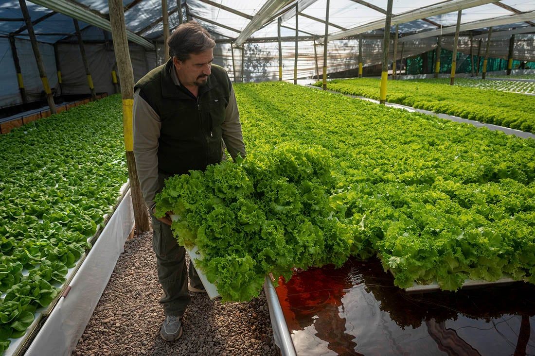 Mendoza 05 de mayo de 2021   Alejandro Davis, propietario de Finca el Sauce que se especializa en cultivos hidropónicos   Foto: Ignacio Blanco / Los Andes   