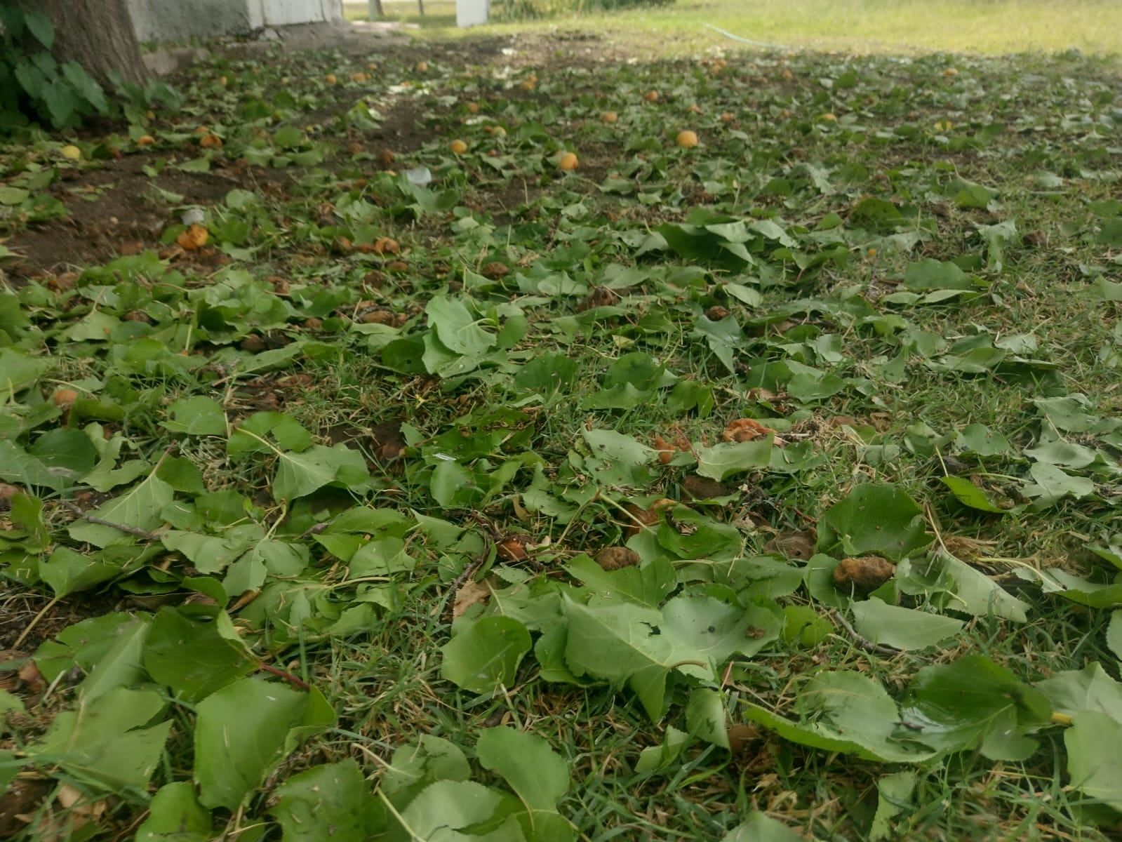 Daños del granizo en zona este de Mendoza (Gentileza)