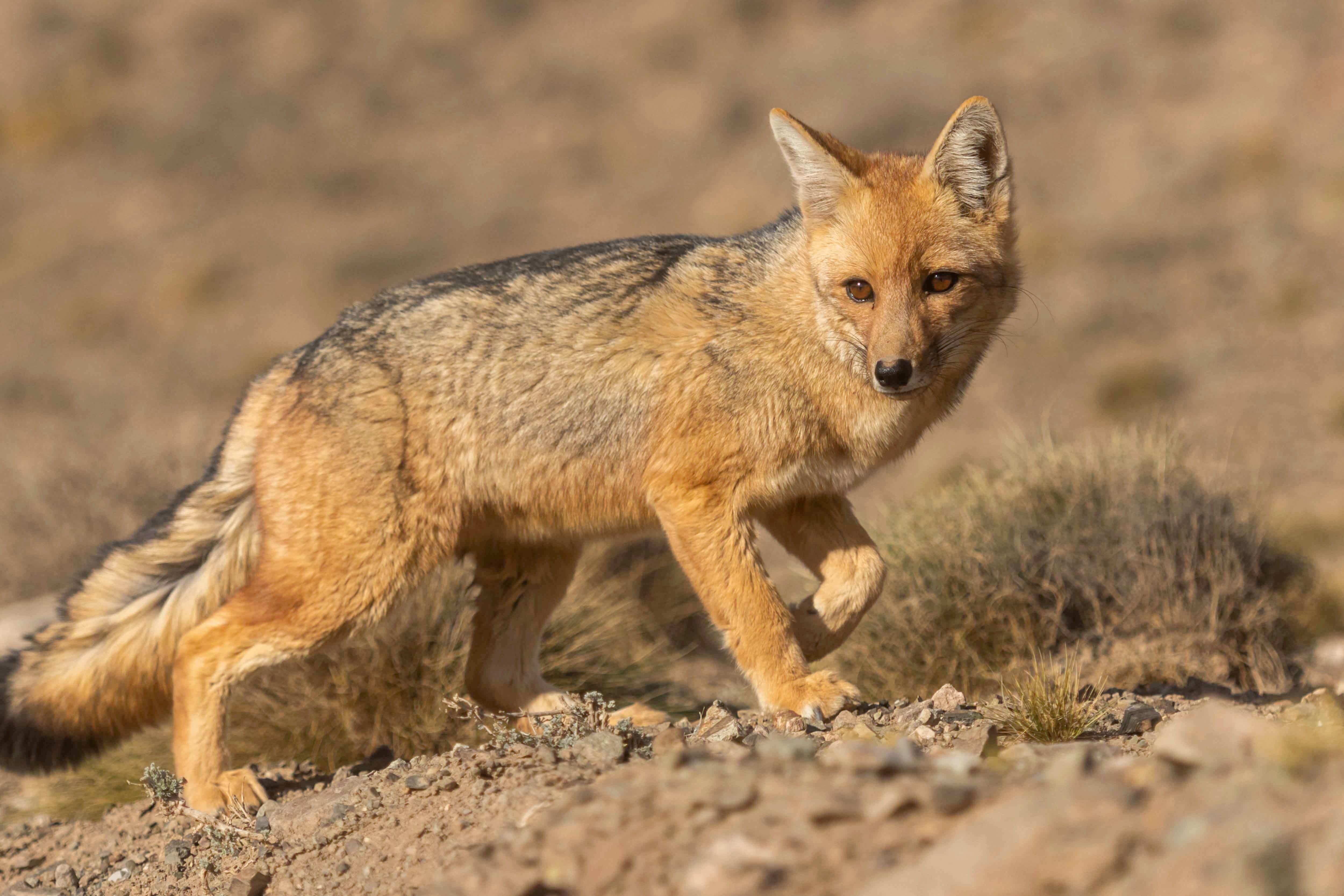 El zorro colorado es uno de los protagonistas a la hora de visitar la Reserva. Su imperiosa imagen enamora a los visitantes. 

