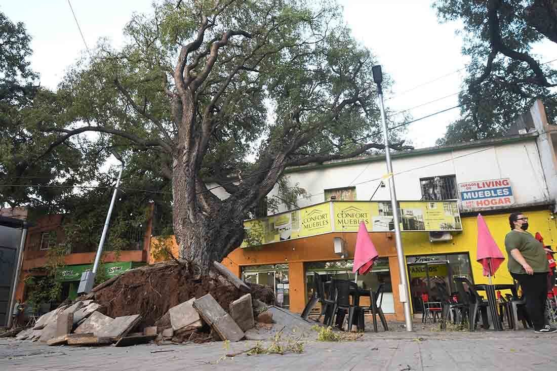 Fuertes ráfagas de viento zonda en la provincia de Mendoza, donde dejó algunos árboles caidos. En la Alameda en Av. San Martín y Coronel Plaza de Ciudad un arbol cayó  por consecuencias del viento zonda. Foto: José Gutierrez/ Los Andes 