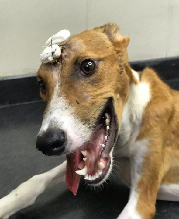 "Messi" fue herido con un hacha - Foto Instagram Huellitas Perdidas