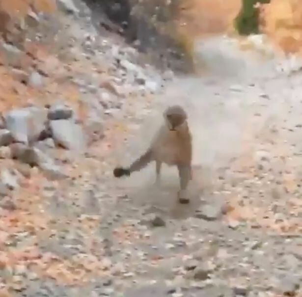 Un joven salió a caminar y se topó con un puma y su cría en medio del camino. Foto Mirror