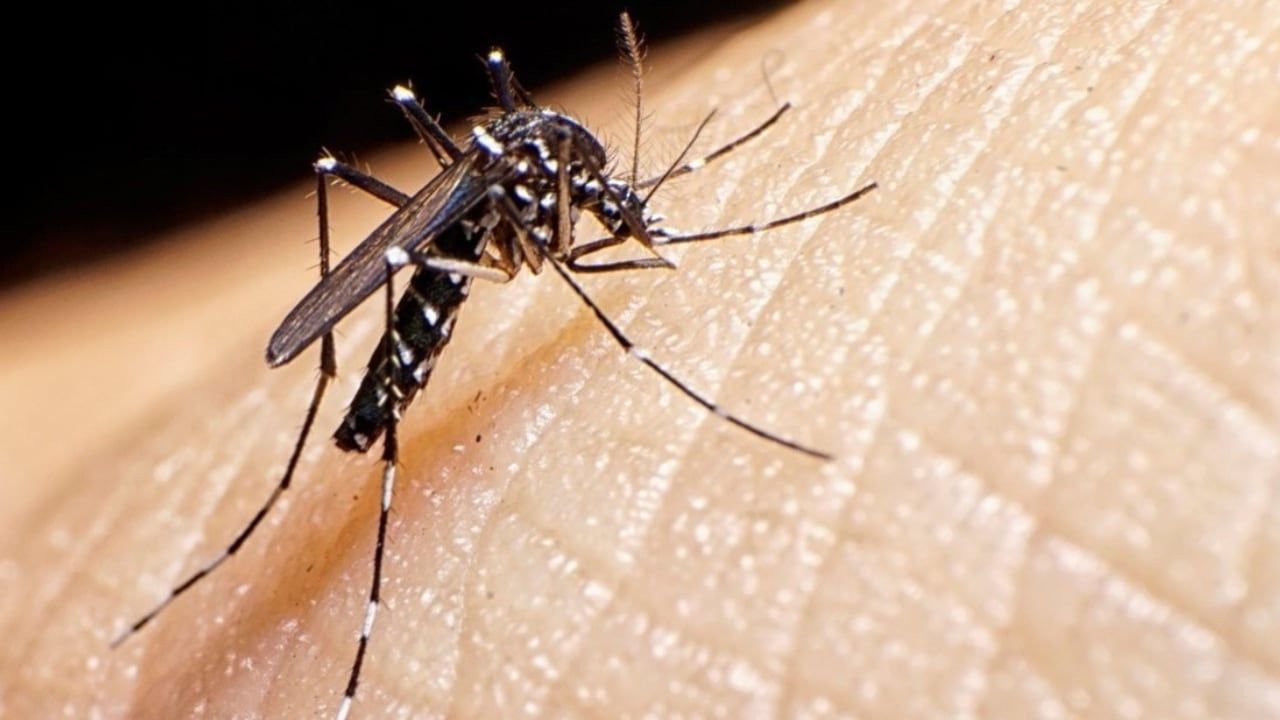 El virus, transmitido por el mosquito Aedes aegypti, alcanzó nuevos territorios y llegó a todas las provincias argentinas. En ese marco, también ganó Mendoza, un entorno poco frecuente y donde esta temporada se han notificado 2.618 casos hasta el martes 26 de marzo, según los datos del Ministerio de Salud de Mendoza. Es casi 20 veces más de lo acumulado en los tres años previos. 
