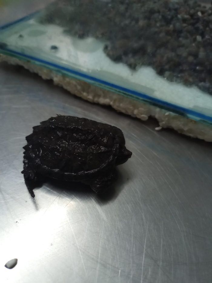 Los animales rescatados estaban en un domicilio particular de Luján de Cuyo. Foto: Gobierno de Mendoza.