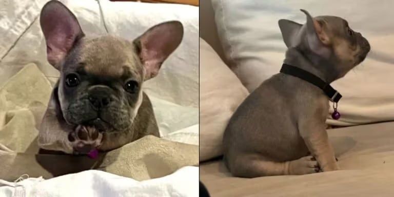 La pareja de cantantes está preparada para agrandar la familia.