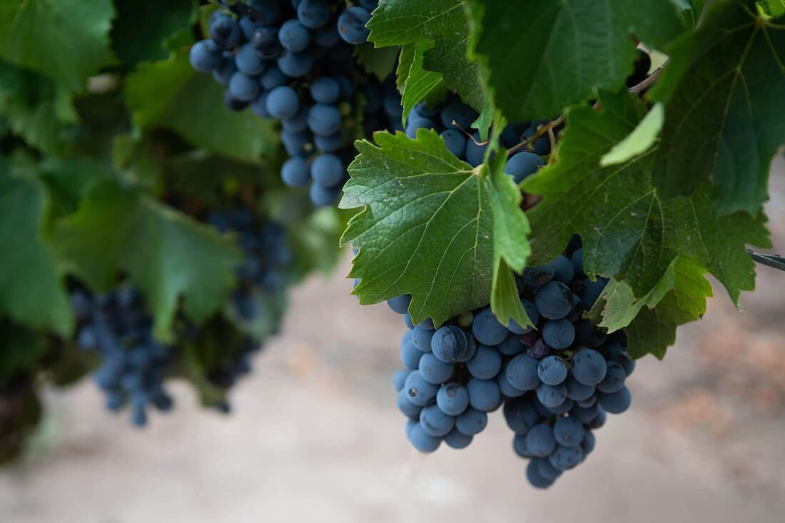 Mendoza, 6 de febrero de 2020 Turismo  La Mendoza Top.  Entre Cielos Luxury Wine Hotel  vinedos malbec recimo granos de uva   Foto: Ignacio Blanco / Los Andes