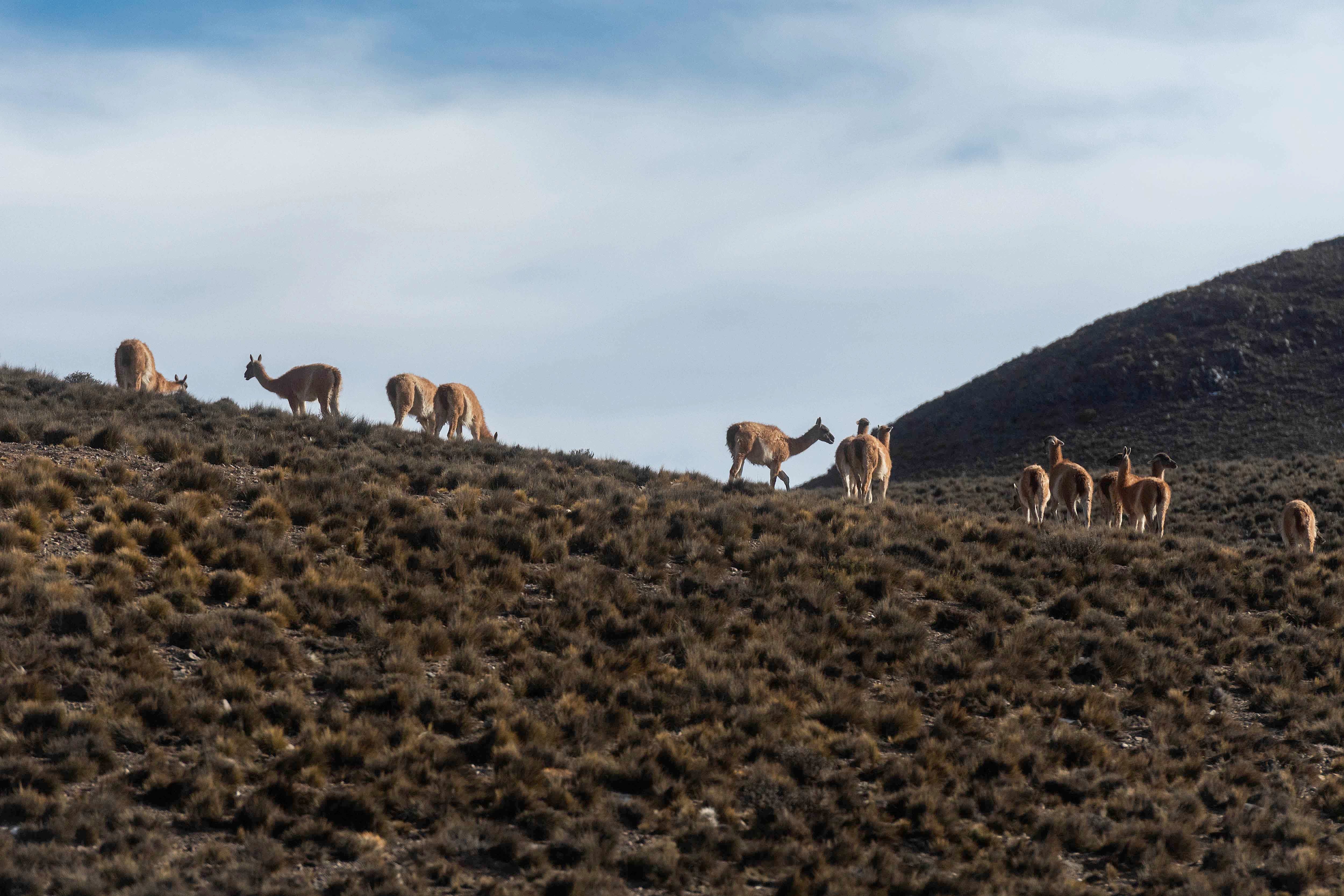 Mendoza 10 de junio de 2020 Sociedad, Reserva Natural Villavicencio El cuerpo de Guardaparques de la Reserva Natural Villavicencio realiza un atrabajo de conservacion y prevencion de la caceria ilegal. Gracias a este trabajo se comenzo a recuperar la poblacion de las destintas especies que habitan la montana mendocina.     Guanacos  Foto: Ignacio Blanco / Los Andes guanaco montana