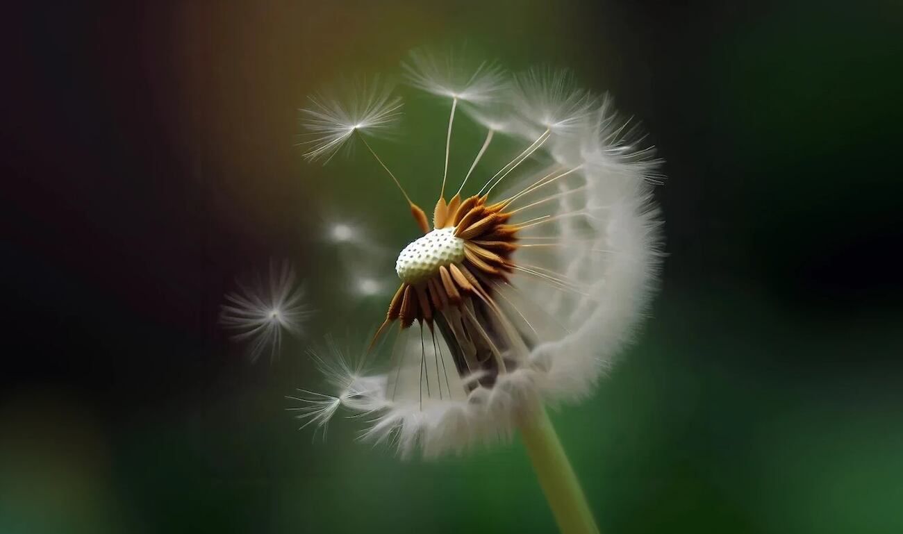 Imagen idealizada de una infrutescencia de diente de león. (Fuente- Taraxacum Officinale). Construido en Dall-E en Bing