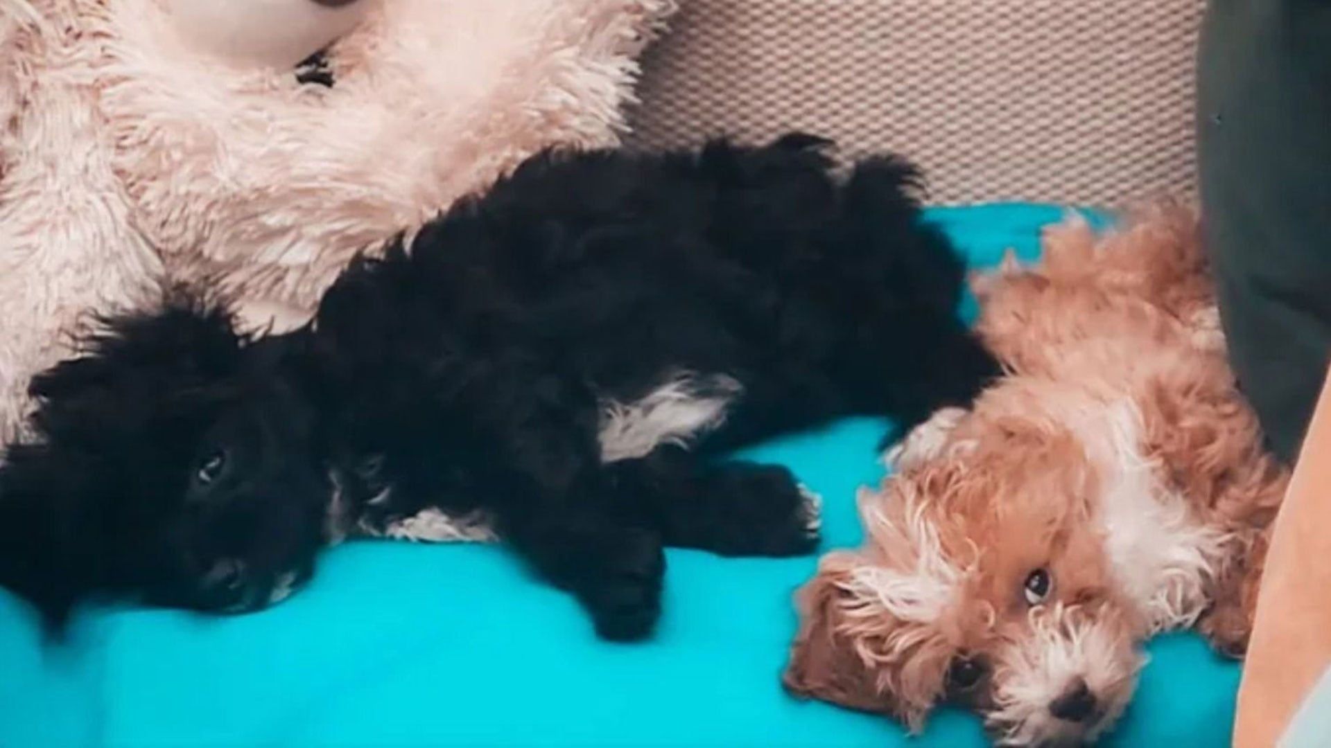 Caramelo, uno de los cachorritos de Gran Hermano cayó al agua y genero el miedo de todos.