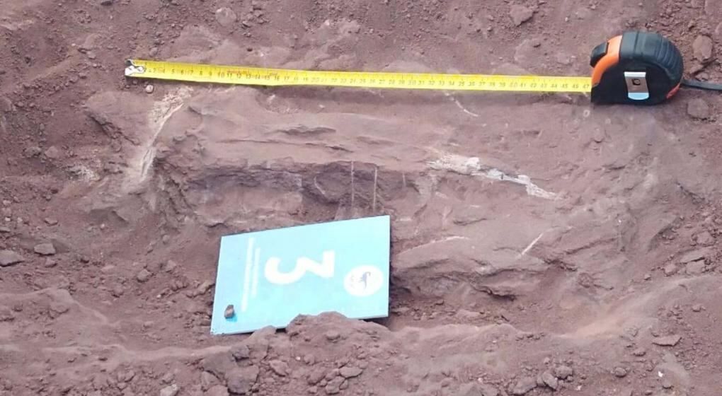 Hallan restos fósiles de un dinosaurio herbívoro de 100 millones de años en Neuquén.