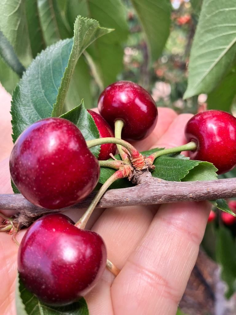 Los cultivos de cereza de la empresa Güizzo Frutas Frescas.