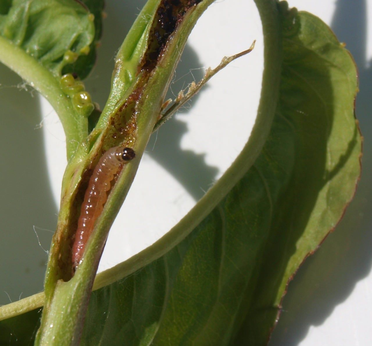 Larva de grafolita en brote. Foto: Gentileza Iscamen