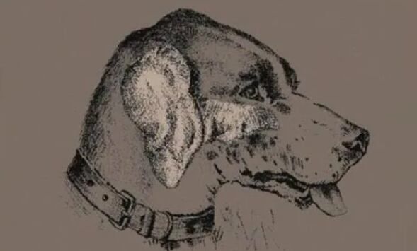 Reto viral: la solución