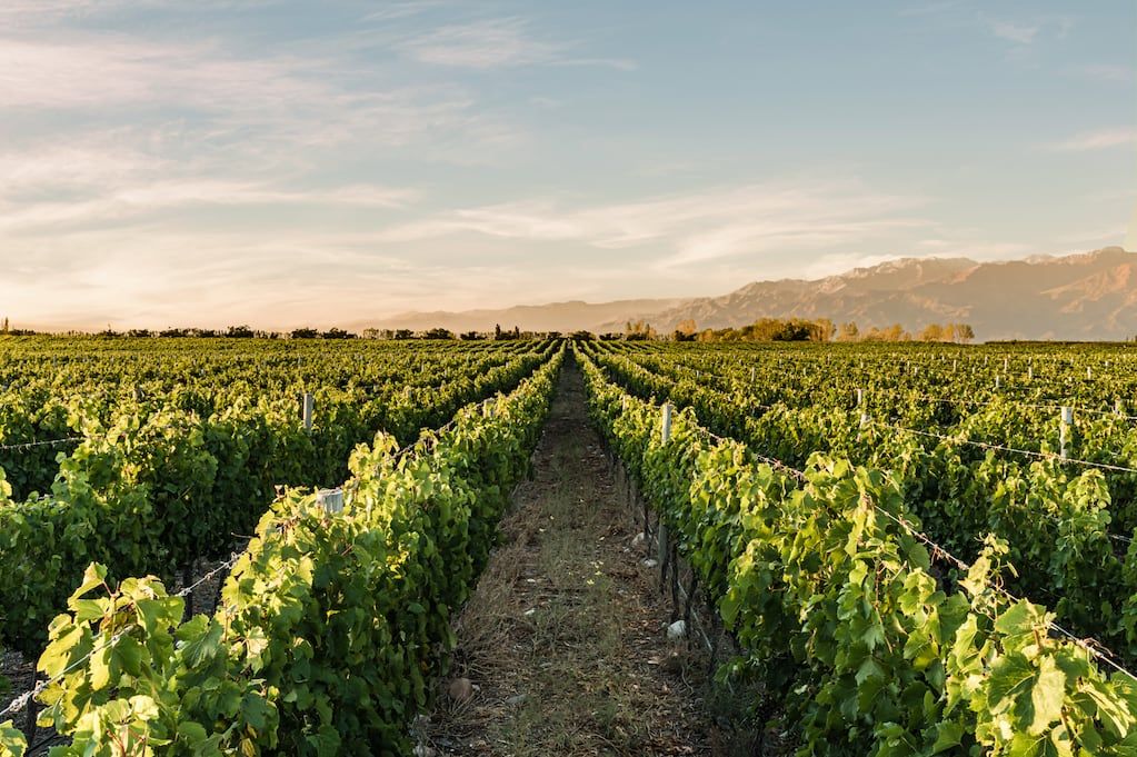 Las bodegas pertenecen al grupo Molinos y cuentan con viñedos en Luján de Cuyo y Valle de Uco. - Gentileza