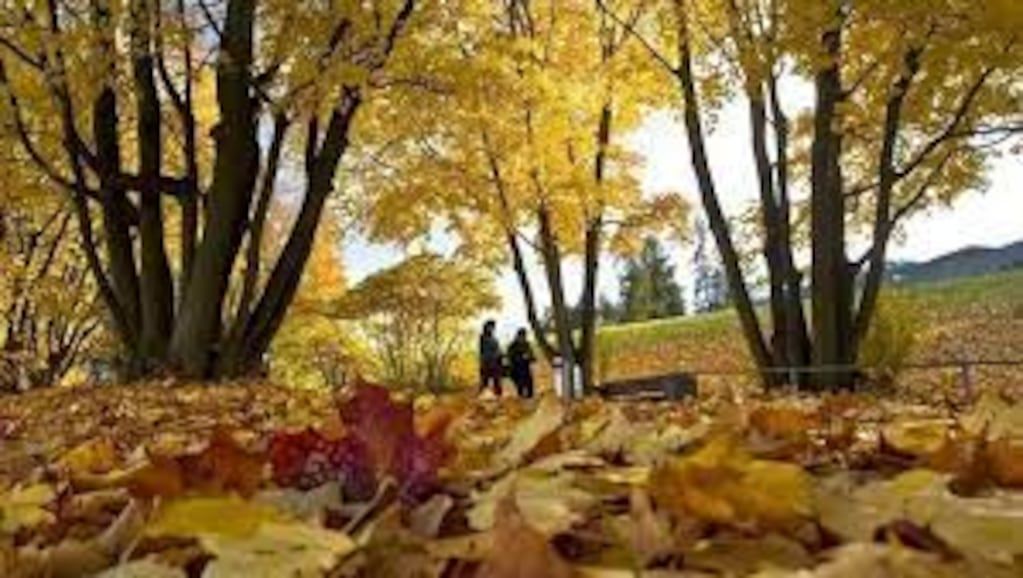 El otoño y sus hojas características en San Juan.