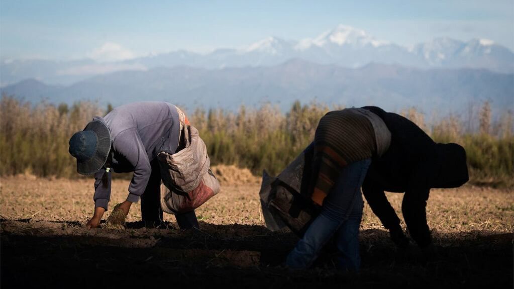 El esfuerzo de los productores y cosechadores.