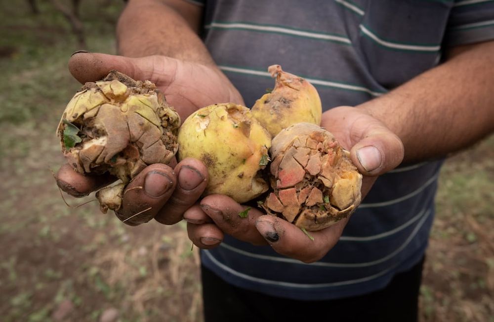 Otra vez el granizo castigó al Este: una tormenta de 15 minutos y todo un año de trabajo perdido. Foto: Ignacio Blanco / Los Andes (Imagen ilustrativa)