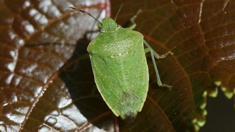 Siguiendo estas acciones dentro de casa se reduce la aparición de estos insectos y se logra un entorno más cómodo durante los meses cálidos.