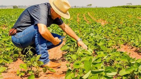Los Andes | Agronomist inspects with a smartphone the soybean crop in the agricultural field - Agro concept - farmer in soybean plantation on the farm.