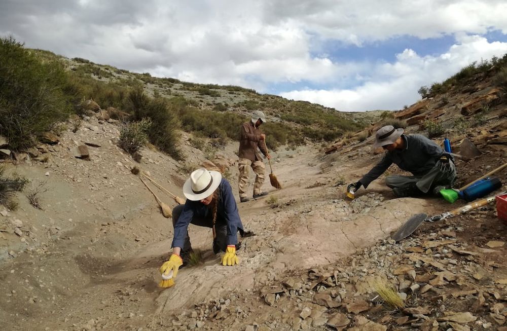 Dinosaurios en Mendoza: 9 especies que habitaron en Mendoza y cómo es el “Jurassic Park mendocino”. Foto; Gentileza María Belén Tomaselli