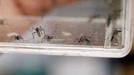 Récord de casos de dengue a nivel nacional: en Mendoza en 5 meses se detectaron 17