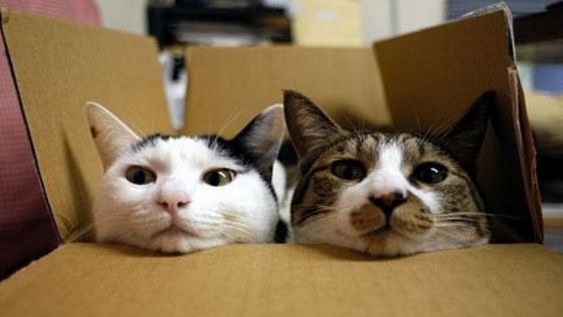 Quien tuvo uno de mascota sabe que son sus juguetes preferidos, ¿pero por qué les gusta tanto? La pregunta tiene una explicación científica que todo dueño debería saber.