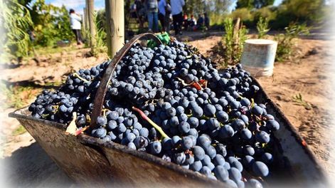 Crisis vitivinícola: reflexiones a la luz de la historia - Por Rodrigo González