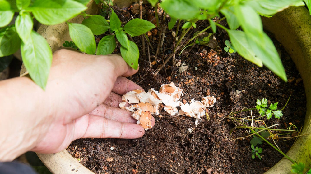 No lo tires más: el mejor fertilizante natural para plantas y vos lo dejas ir por tus cañerías. No lo tires más: el mejor fertilizante natural para plantas y vos lo dejas ir por tus cañerías.