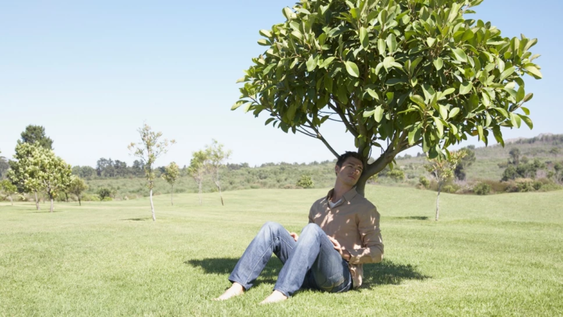 El árbol que todos quieren en su jardín porque no ensucia y da sombra todo el día
