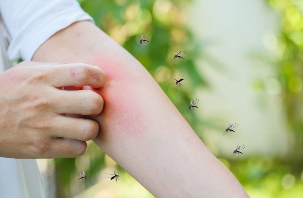 Invasión de mosquitos en Ciudad de Buenos Aires y el conurbano