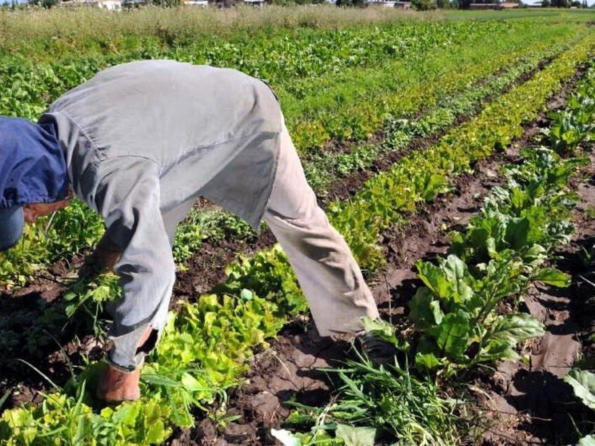 Horticultura: Productores advierten sobre una merma por baja rentabilidad.