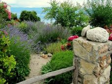 como tener un jardin mediterraneo en tu casa en argentina y las dos plantas que no pueden faltar