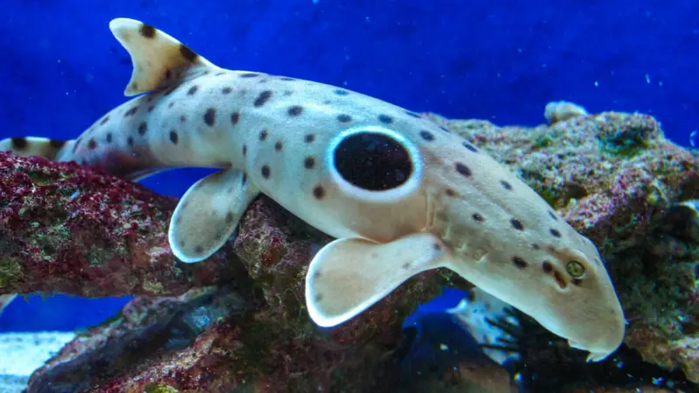 La molly amazónica, una especie que está integrada exclusivamente por hembras que se clonan a sí mismas.
