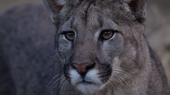 Sintió ruidos, se asomó y vio a un puma en el patio: aclaran que es algo común, qué hacer y qué no. Foto: Imagen ilustrativa (Gentileza Martín Pérez @cuyo.birding.3)