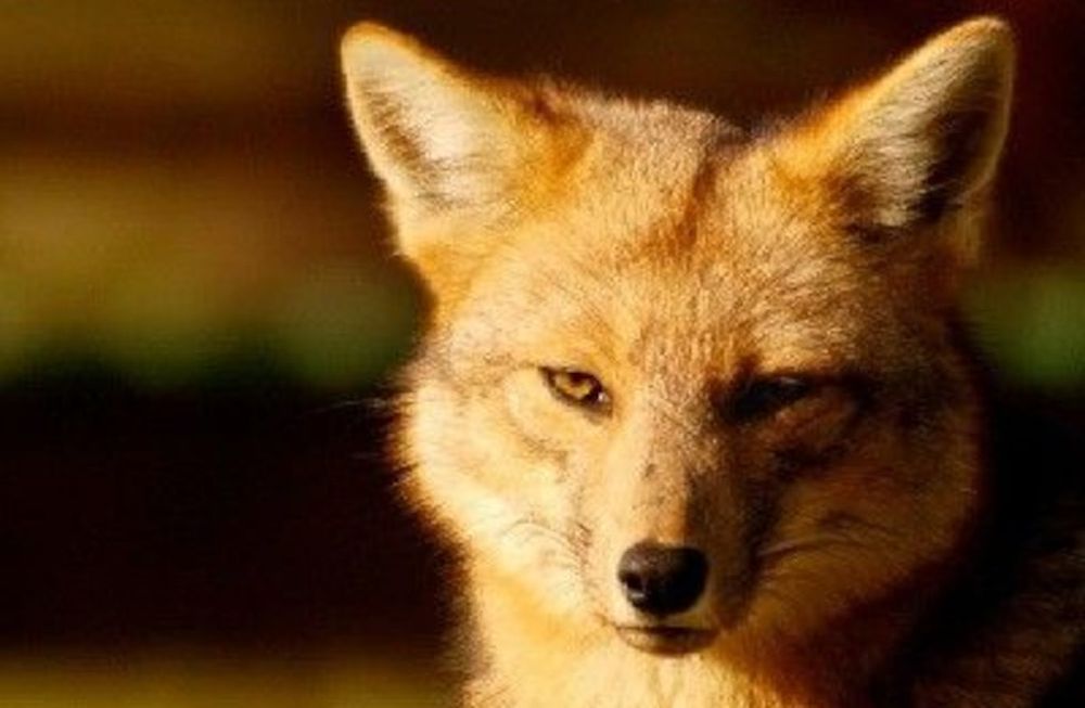 Ebrio se quedó dormido en la calle y un zorro le comió la nariz: el espeluznante ataque en Mendoza