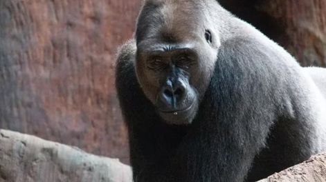 Un especialista explicó que este fenómeno es cíclico y puede corregirse si se toman medidas. Foto: Facebook Zoológico de Toronto